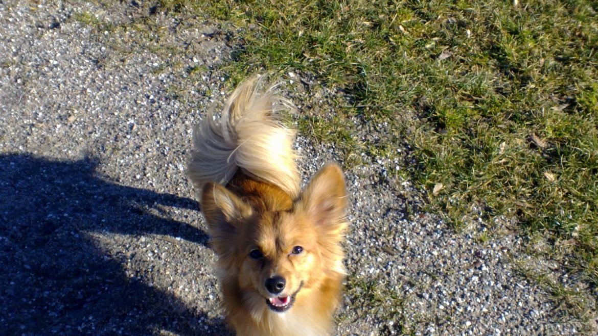 Blanding af racer Balou - 26.02.12 - Vi giver den gas på dyrskuepladsen.. billede 14