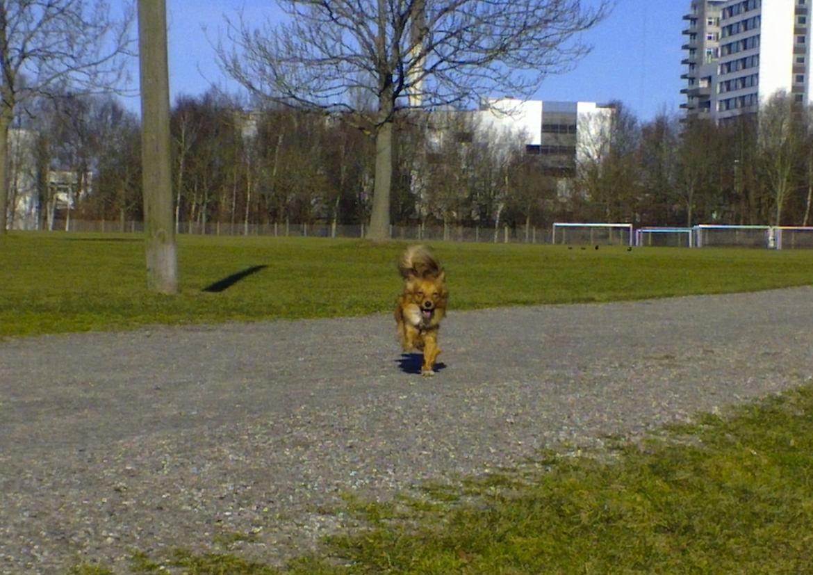 Blanding af racer Balou - 26.02.12 - Vi giver den gas på dyrskuepladsen.. billede 15