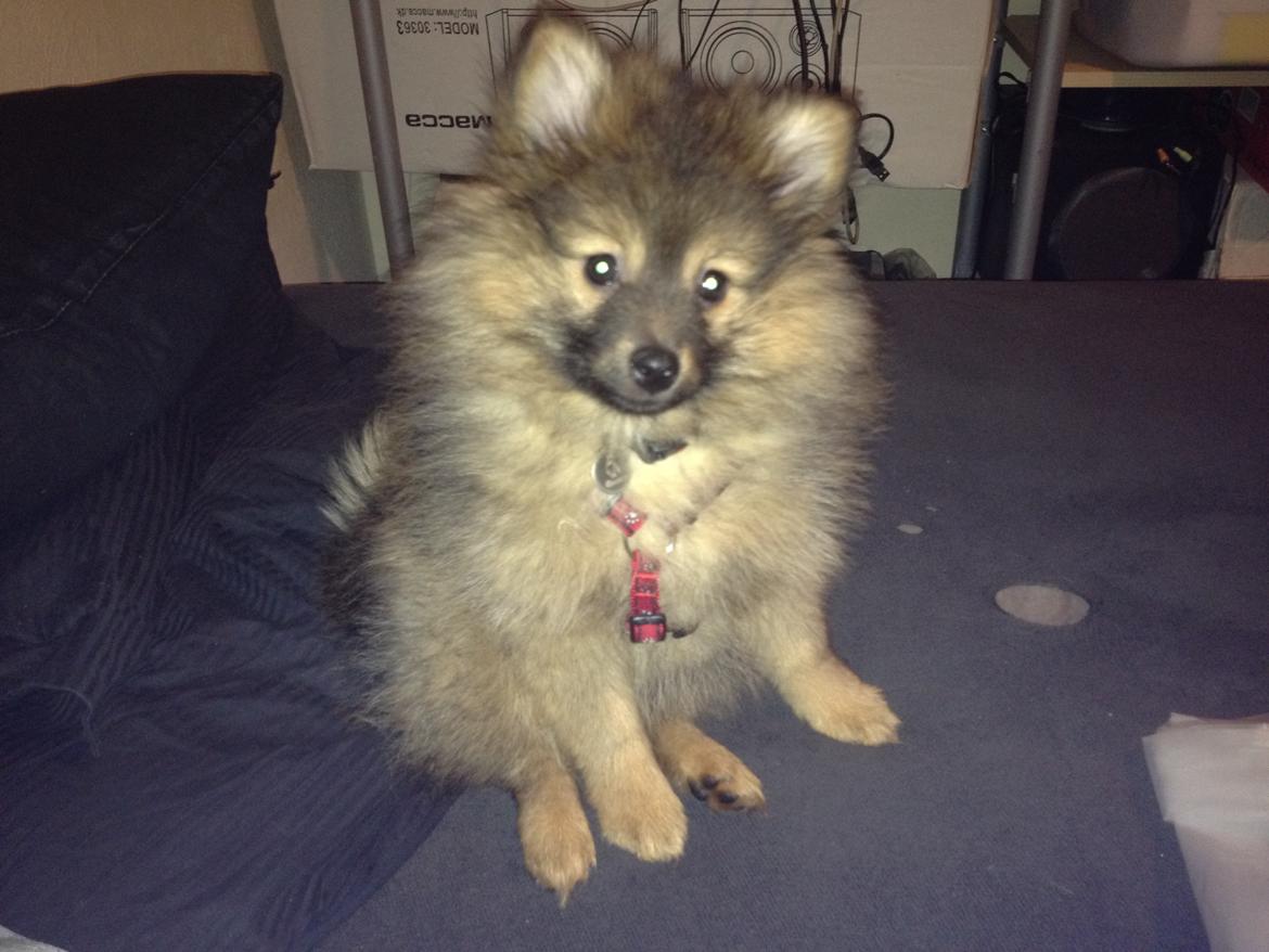 Pomeranian Futte - Futte.   Fotograf: Kasper billede 11