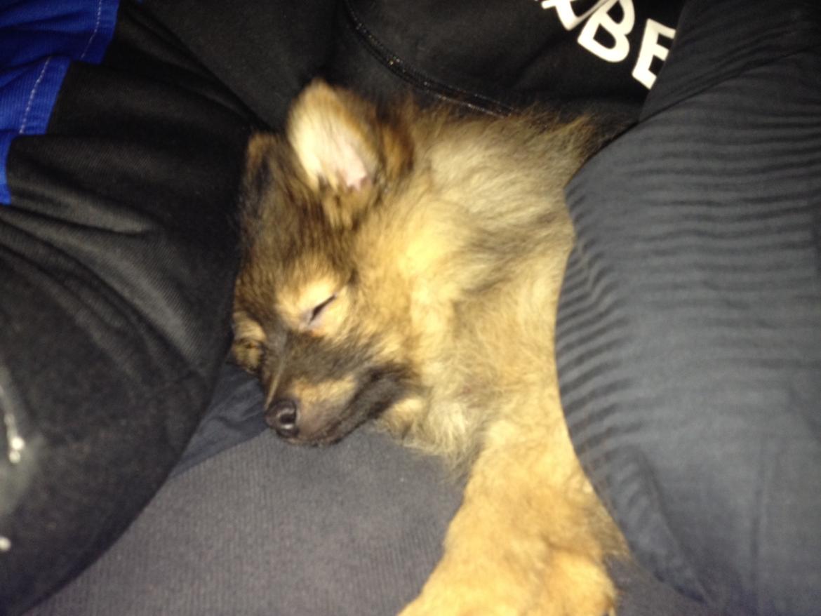 Pomeranian Futte - Sover.. Igen.   Fotograf: Kasper billede 12