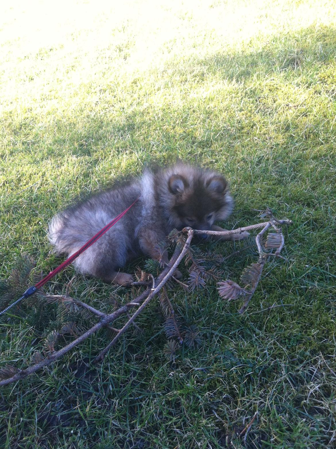 Pomeranian Futte - Leger i haven.   Fotograf: Mig billede 13