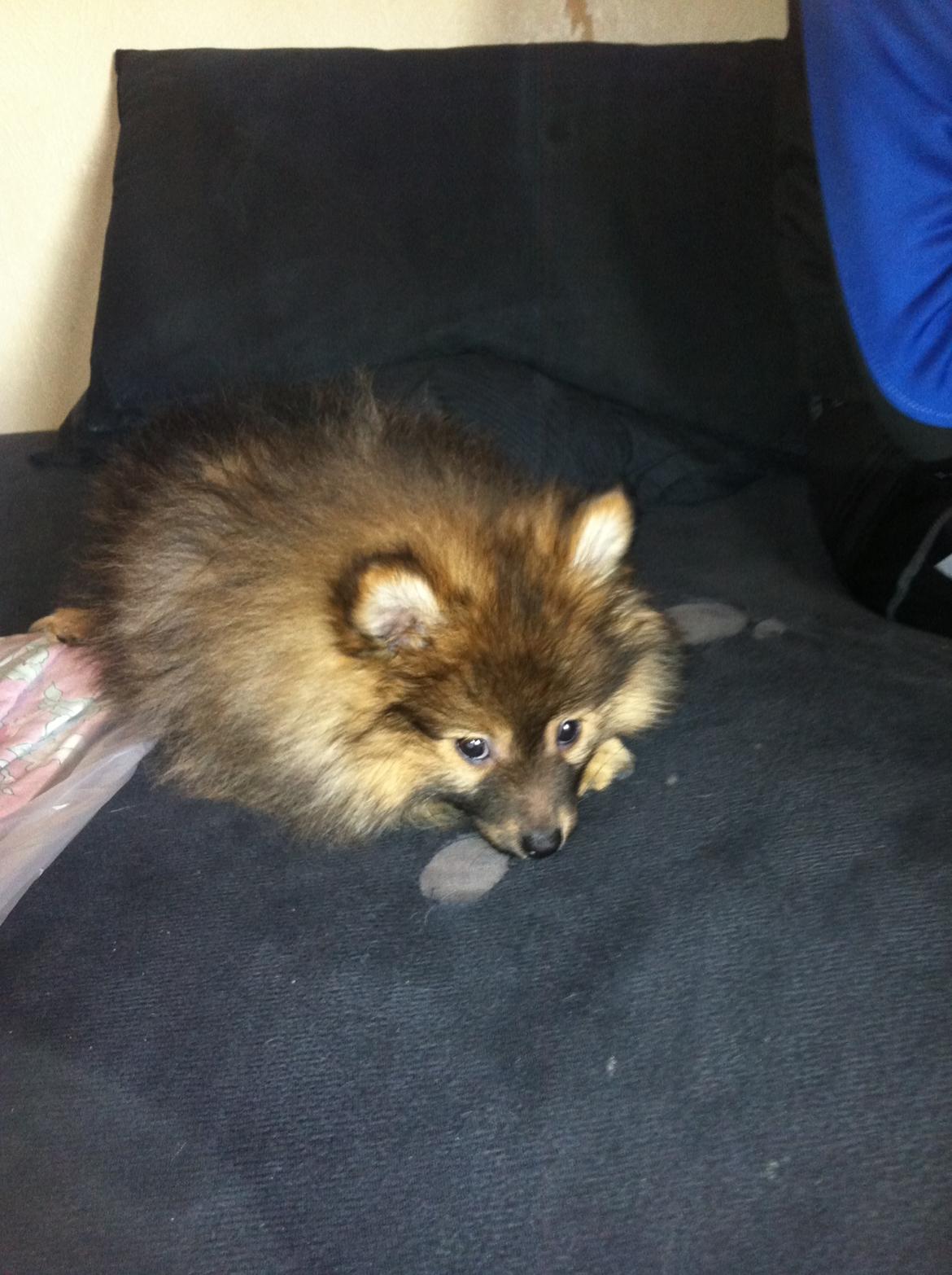 Pomeranian Futte - Lige vågnet.   Fotograf: Mig billede 14