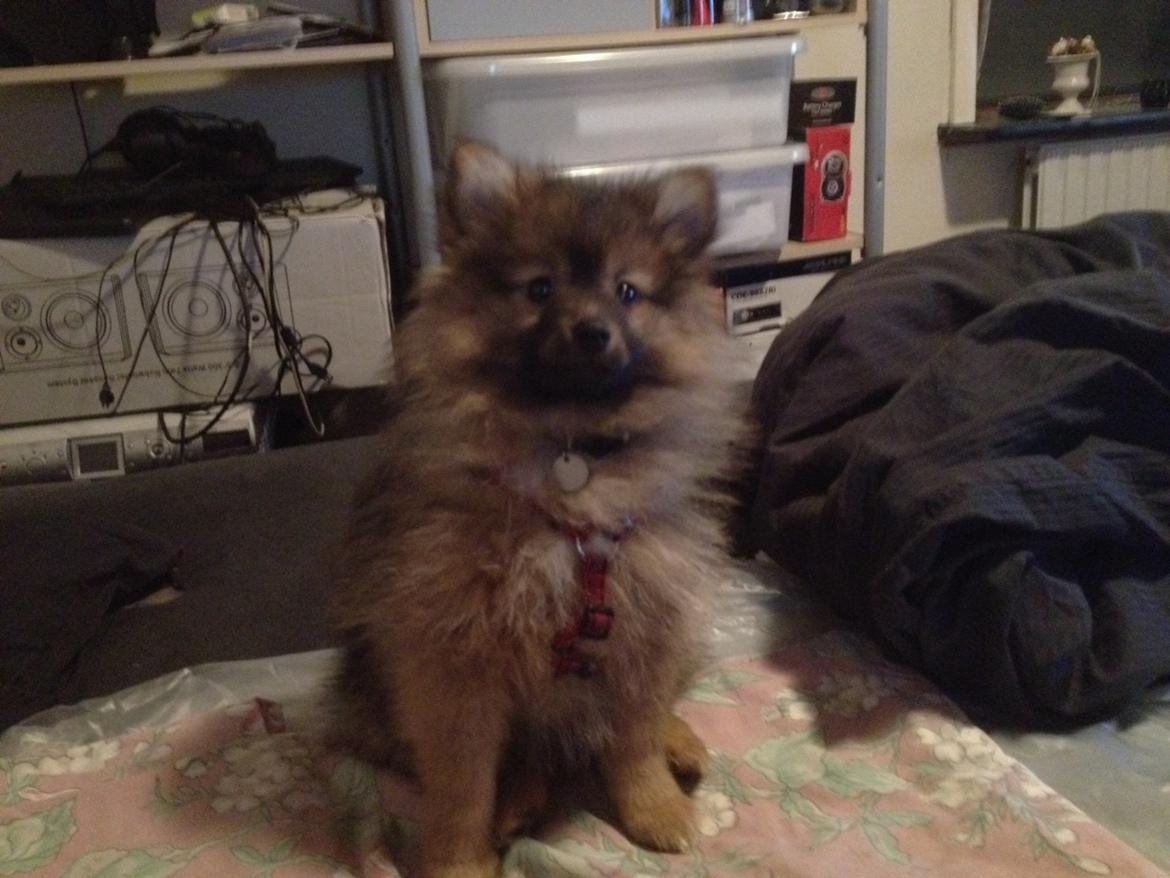 Pomeranian Futte - Hej Kasper.   Fotograf: Kasper billede 15
