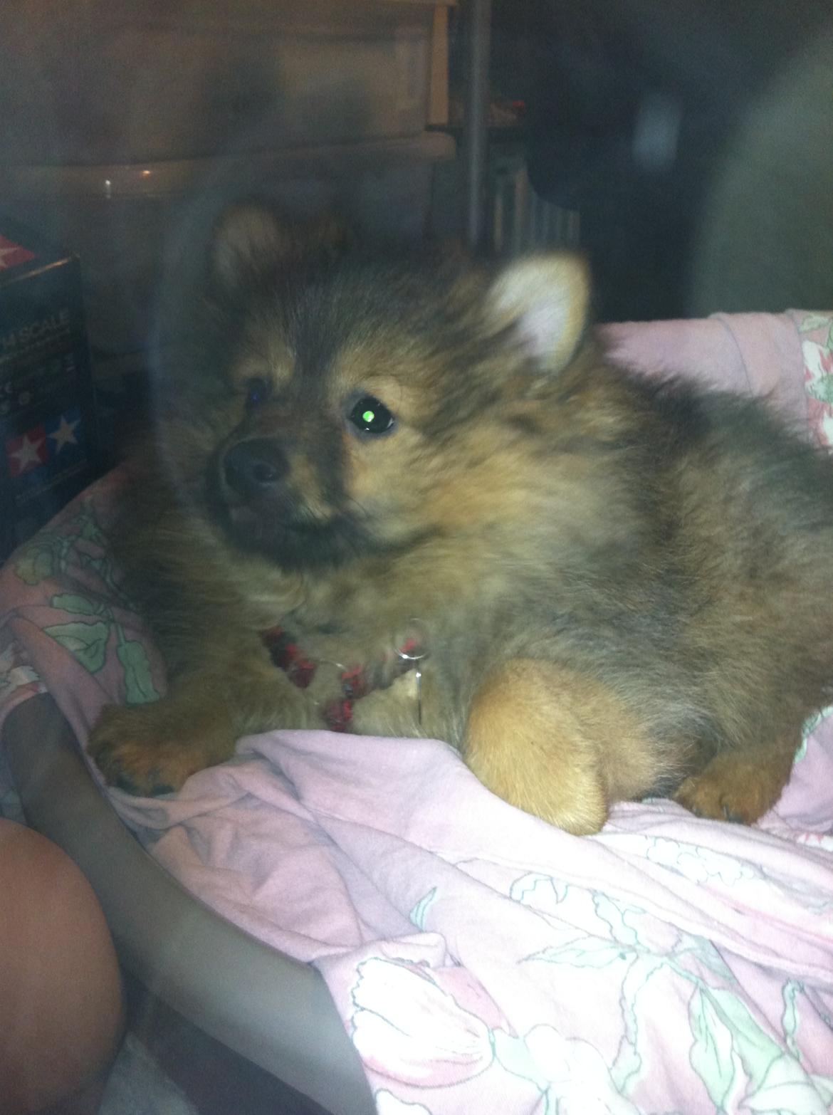 Pomeranian Futte - :)   Fotograf: Mig billede 16