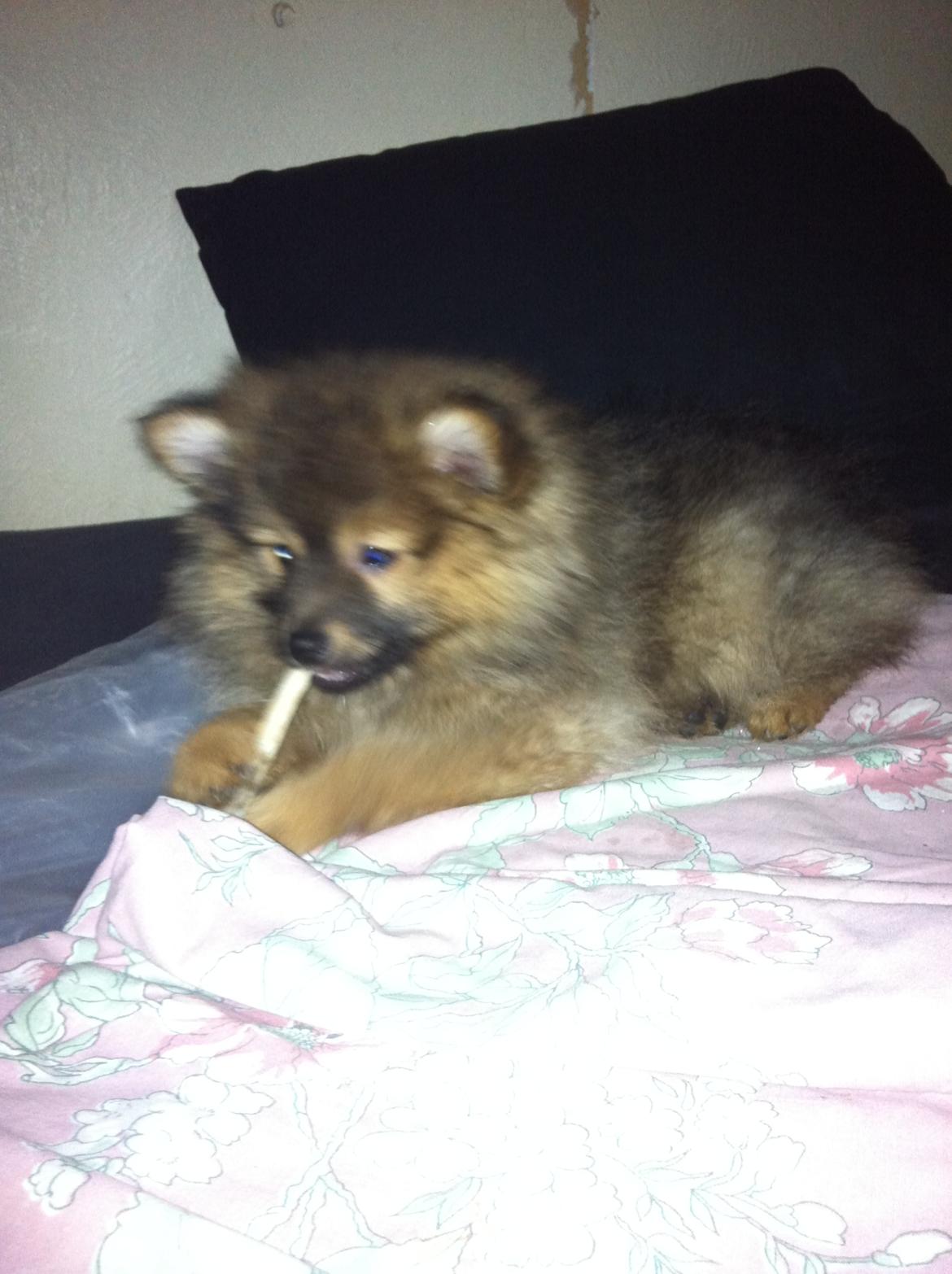 Pomeranian Futte - Tyggeben.   Fotograf: Mig billede 17