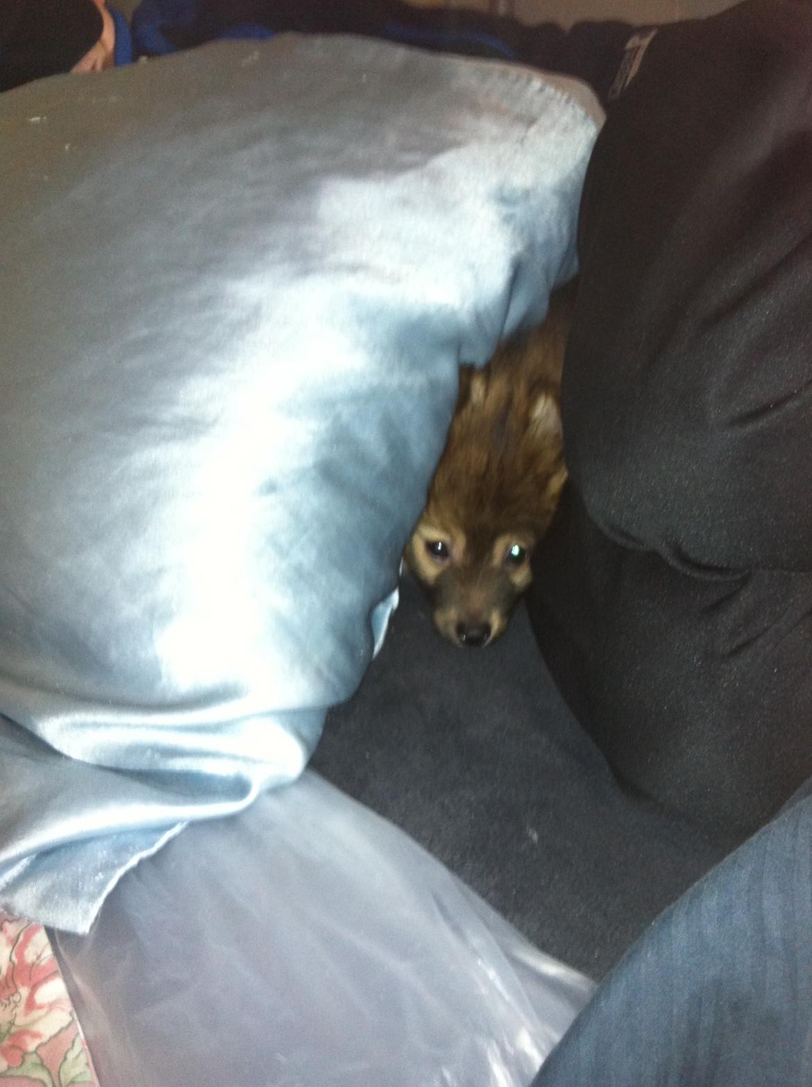 Pomeranian Futte - Futte gemmer sig.   Fotograf: Mig billede 19