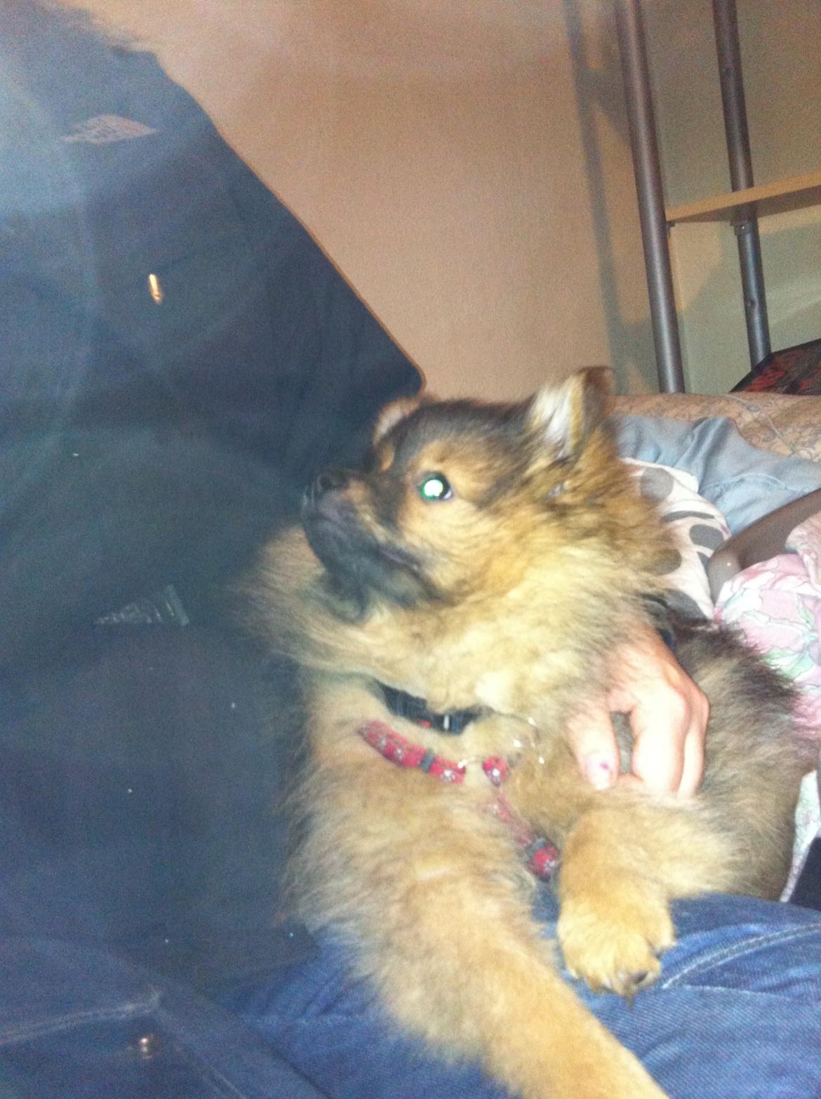 Pomeranian Futte - Hej Trine.   Fotograf: Mig billede 20
