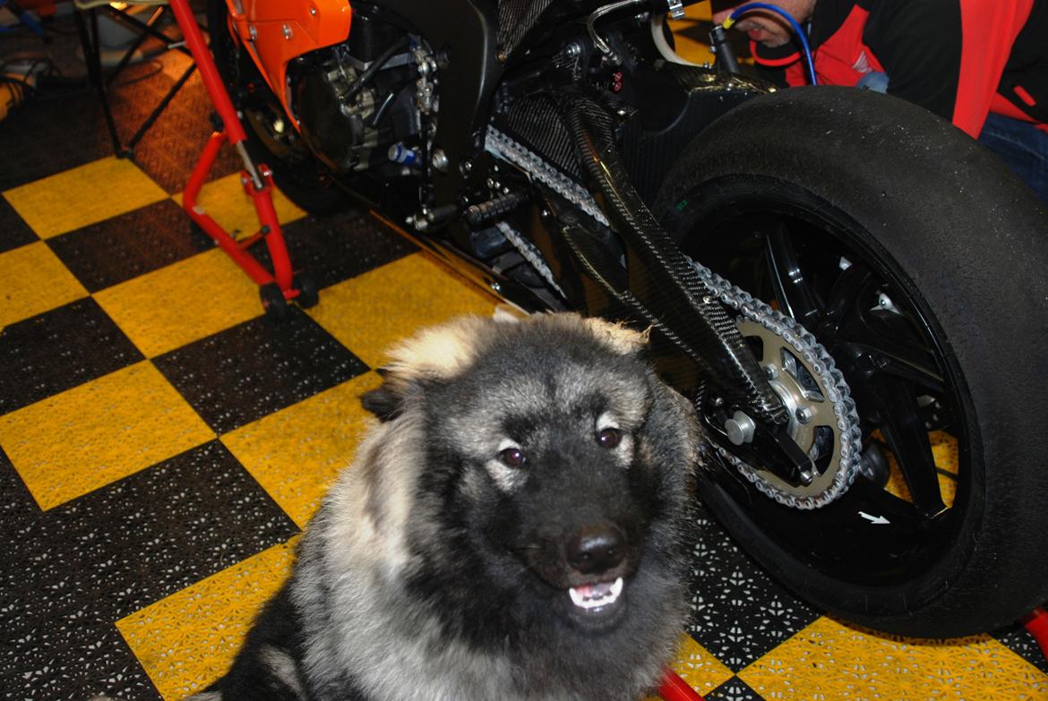 Eurasier Biker (Beiker) - Pithunden. billede 13