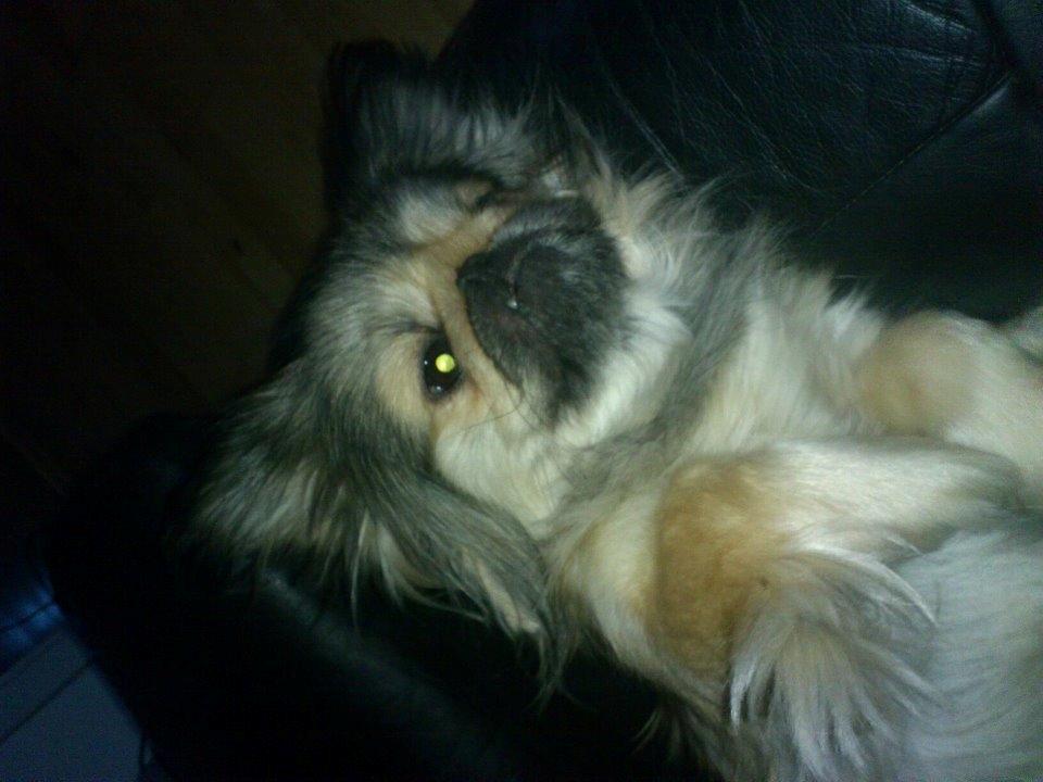 Pekingeser Cherie billede 12