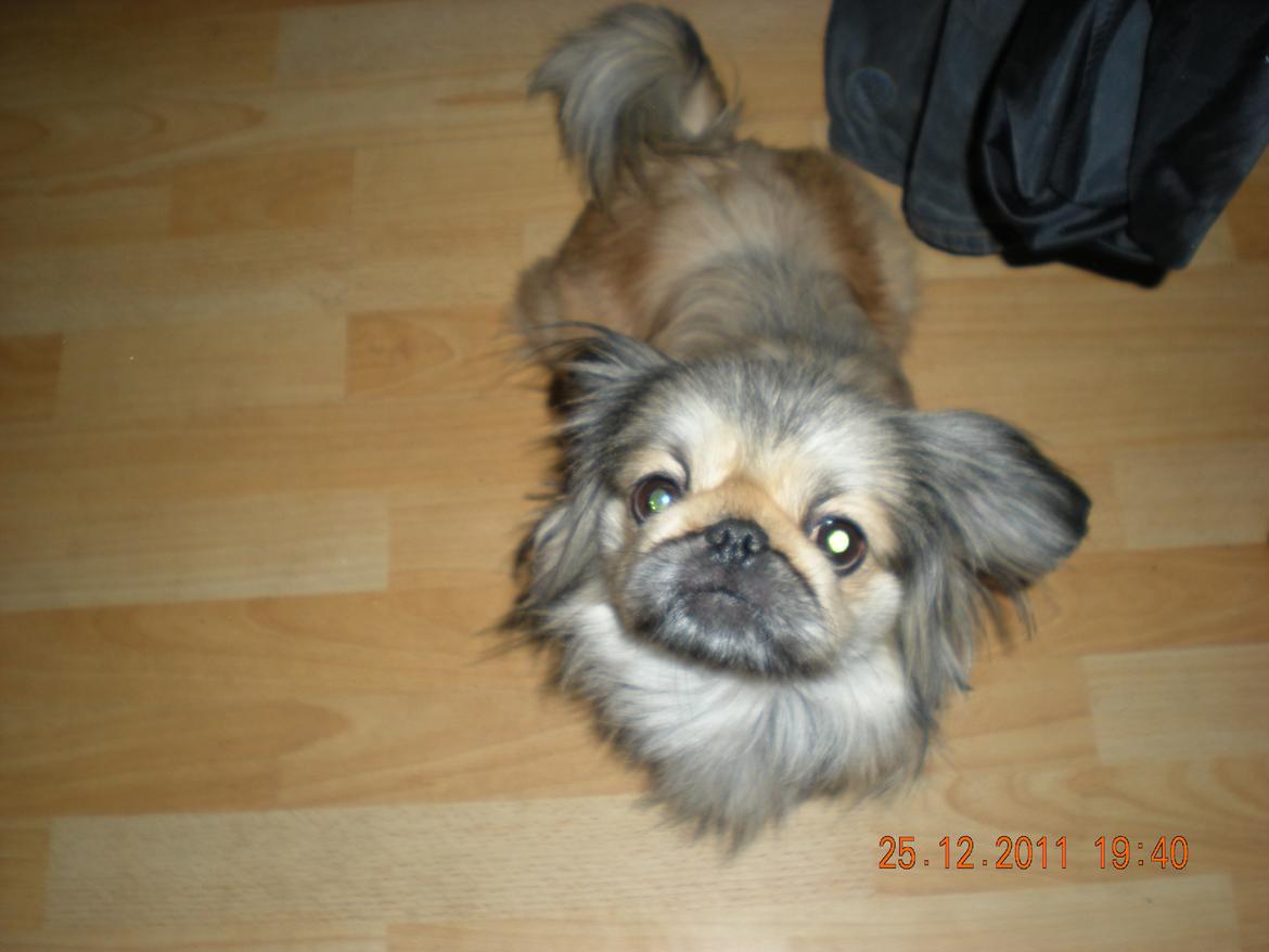 Pekingeser Cherie billede 13