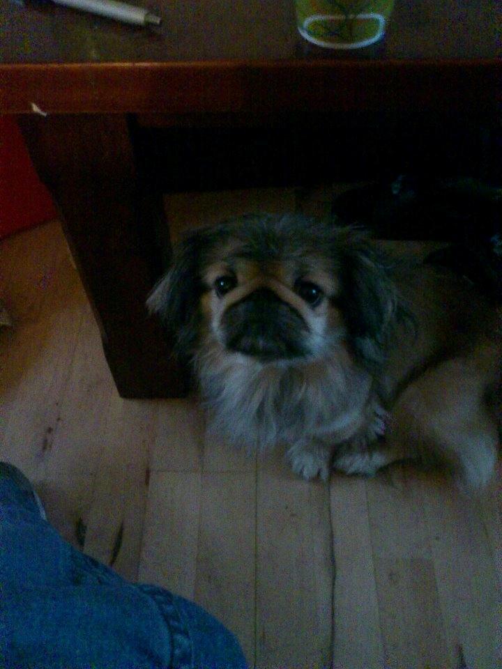 Pekingeser Cherie billede 14