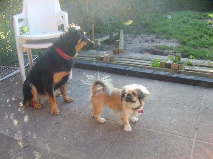 Pekingeser Cherie billede 15