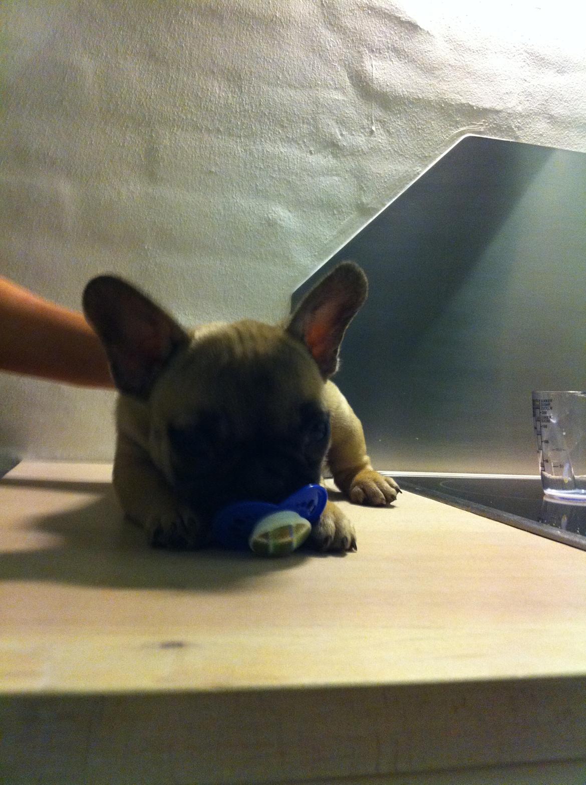 Fransk bulldog Siff - Endelig fik jeg narret sutten fra den skrige unge.. billede 11