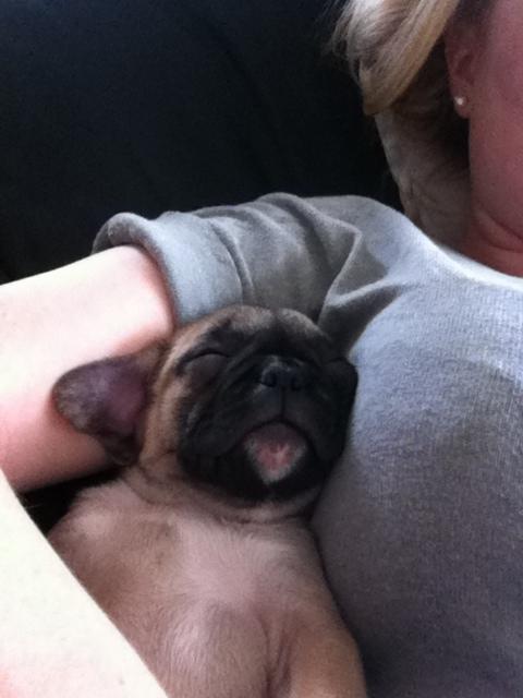 Fransk bulldog Siff billede 13