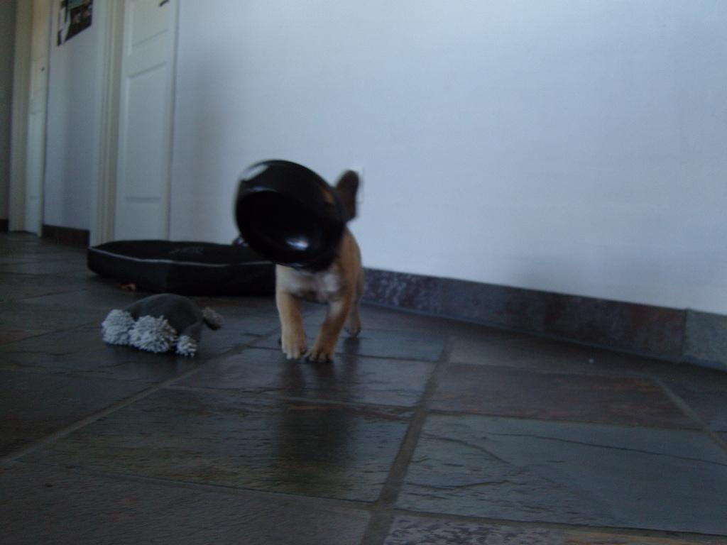 Fransk bulldog Siff - Syntes altså det er ved at være madtid billede 14