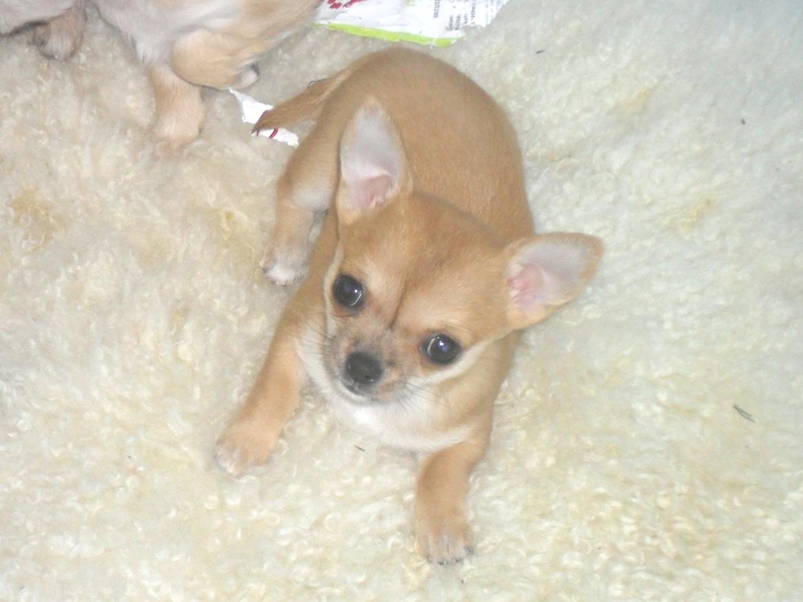 Chihuahua Chloe billede 1