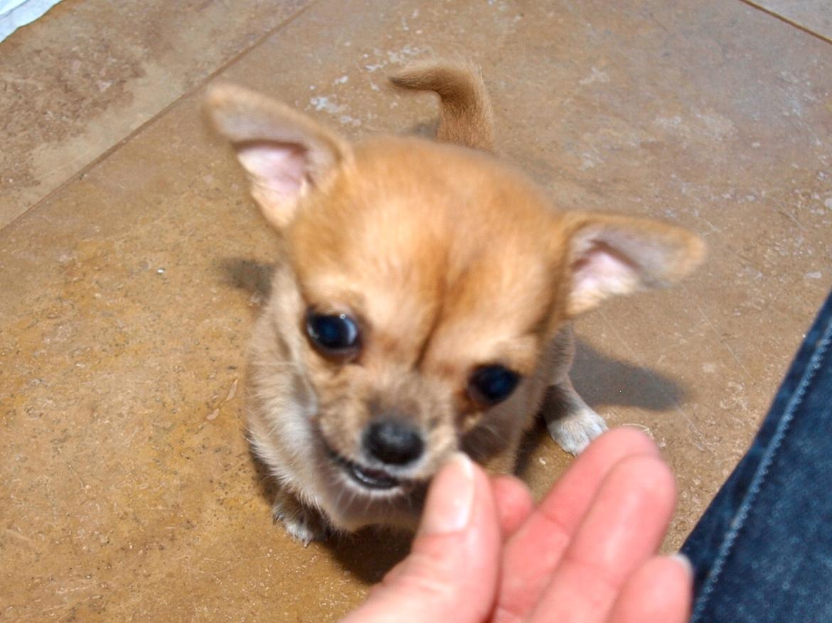 Chihuahua Chloe billede 4