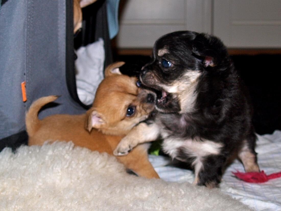 Chihuahua Chloe billede 3