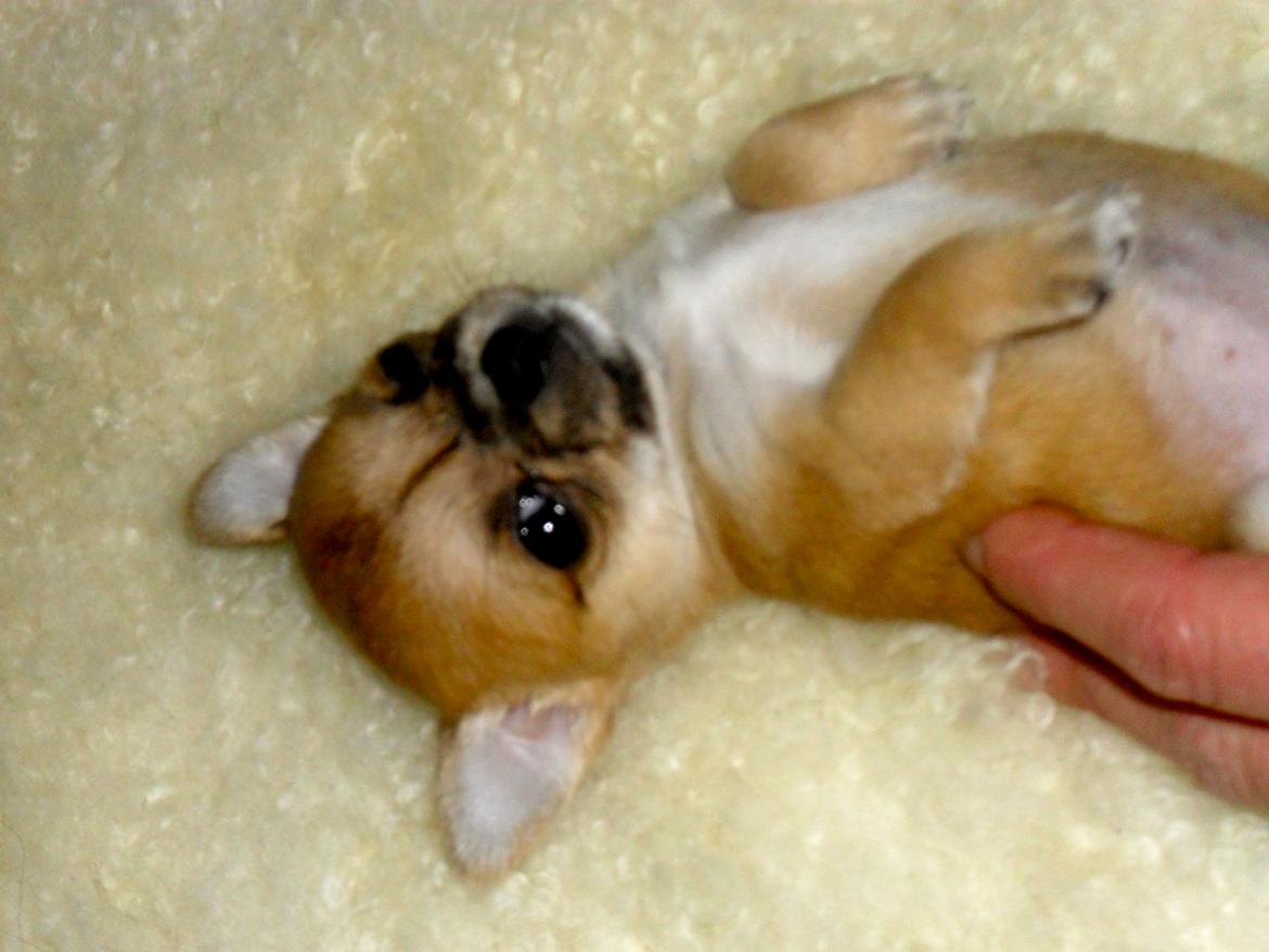 Chihuahua Chloe billede 2