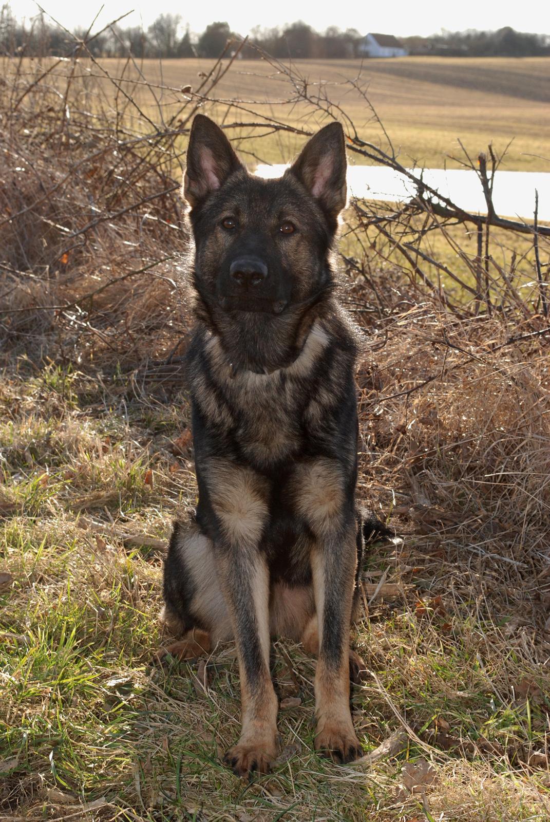 Schæferhund Coffey billede 17