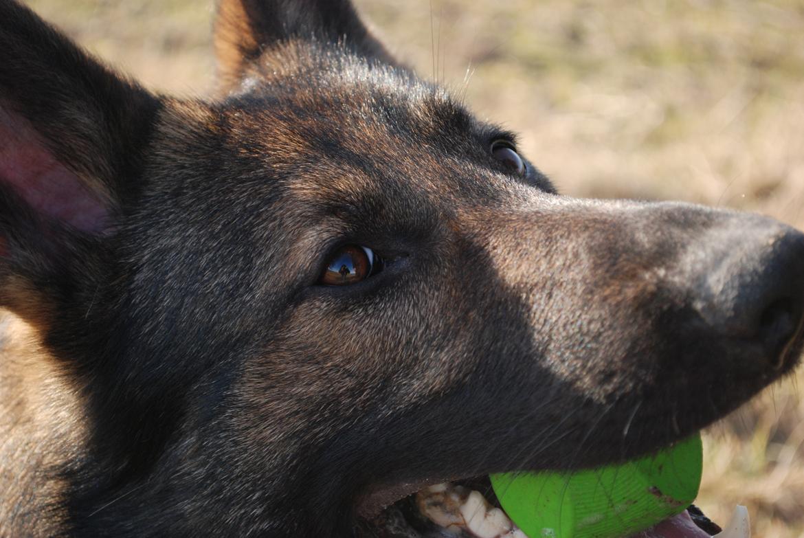 Schæferhund Coffey billede 18