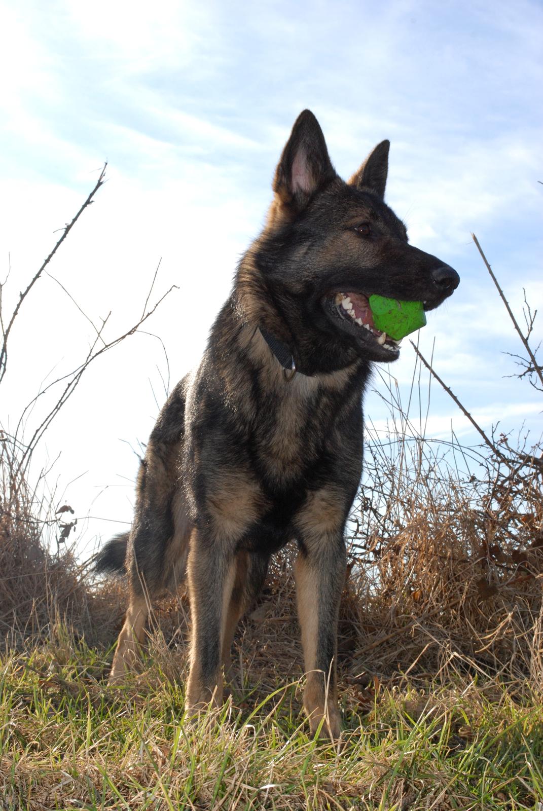 Schæferhund Coffey billede 19