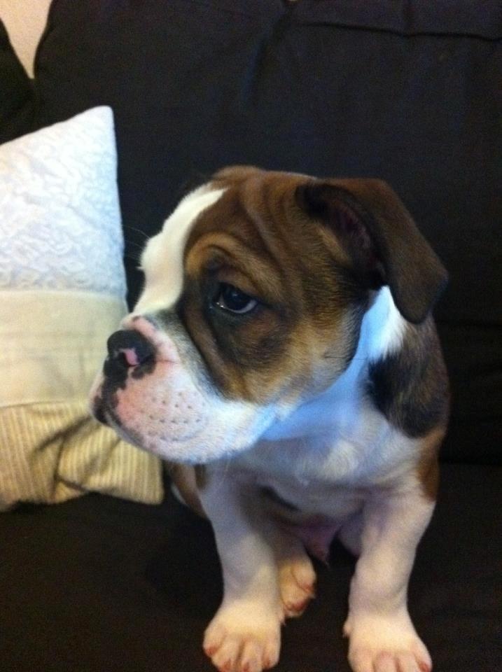 Olde english bulldogge Bulltok's Diesel <3 - Vores lille baby, 9 uger gammel <3 billede 6