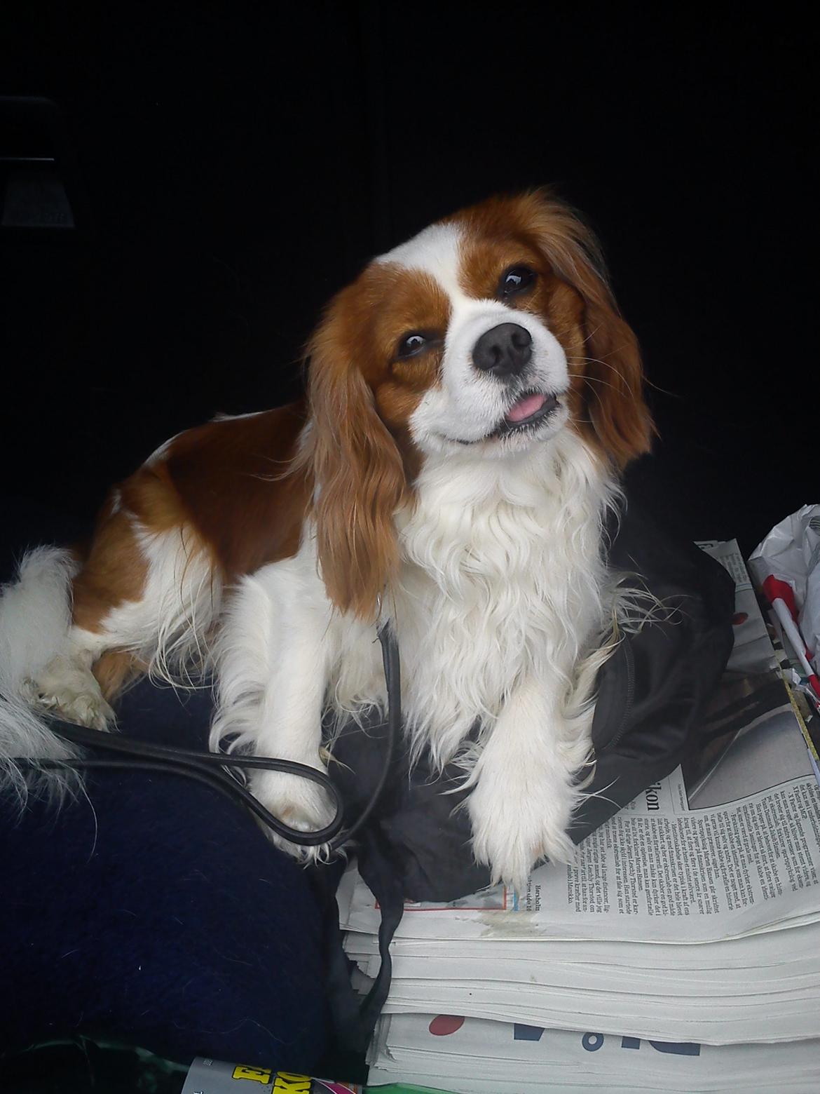 Cavalier king charles spaniel Birkedals Indi <3 - Han er rigtig fotogen :D billede 5