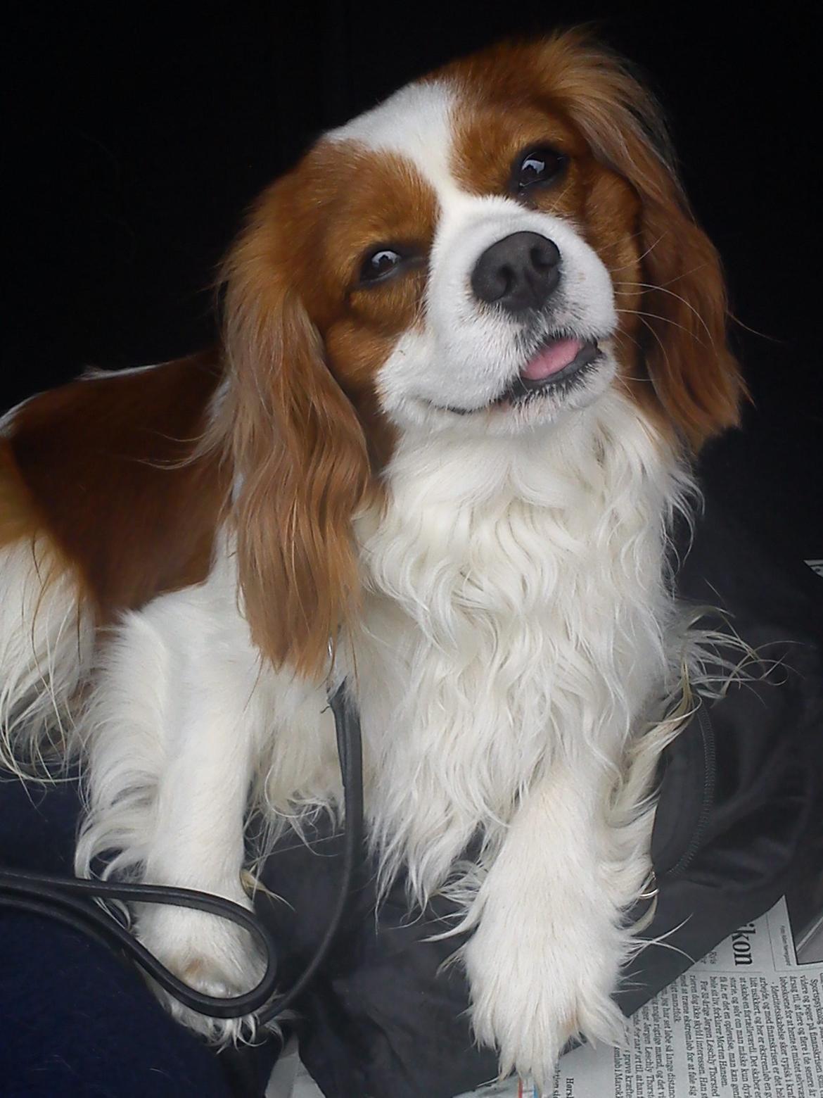 Cavalier king charles spaniel Birkedals Indi <3 - Ja, men kan da kun sige at han er flot! billede 6
