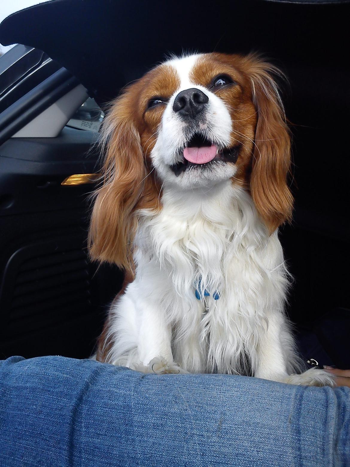 Cavalier king charles spaniel Birkedals Indi <3 - Han elsker vist at tage billeder, den smukke hund!<3 billede 7