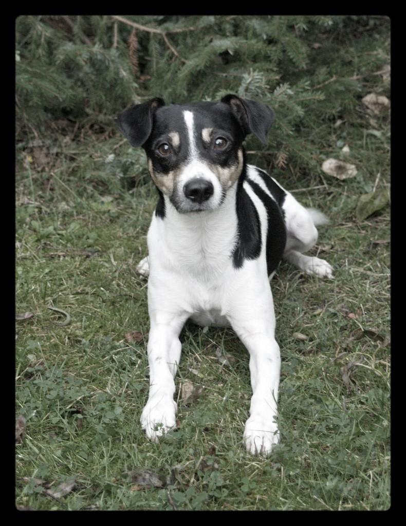 Dansk svensk gaardhund Gismo billede 4