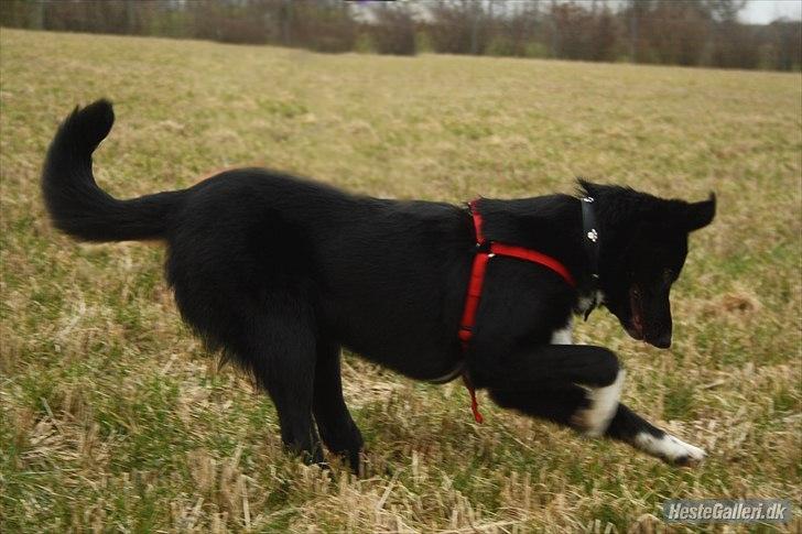 Border collie Hubert billede 7