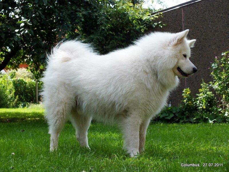 Samojedhund Columbus - "Jeg er da bare en lækker-mås" ;) billede 1