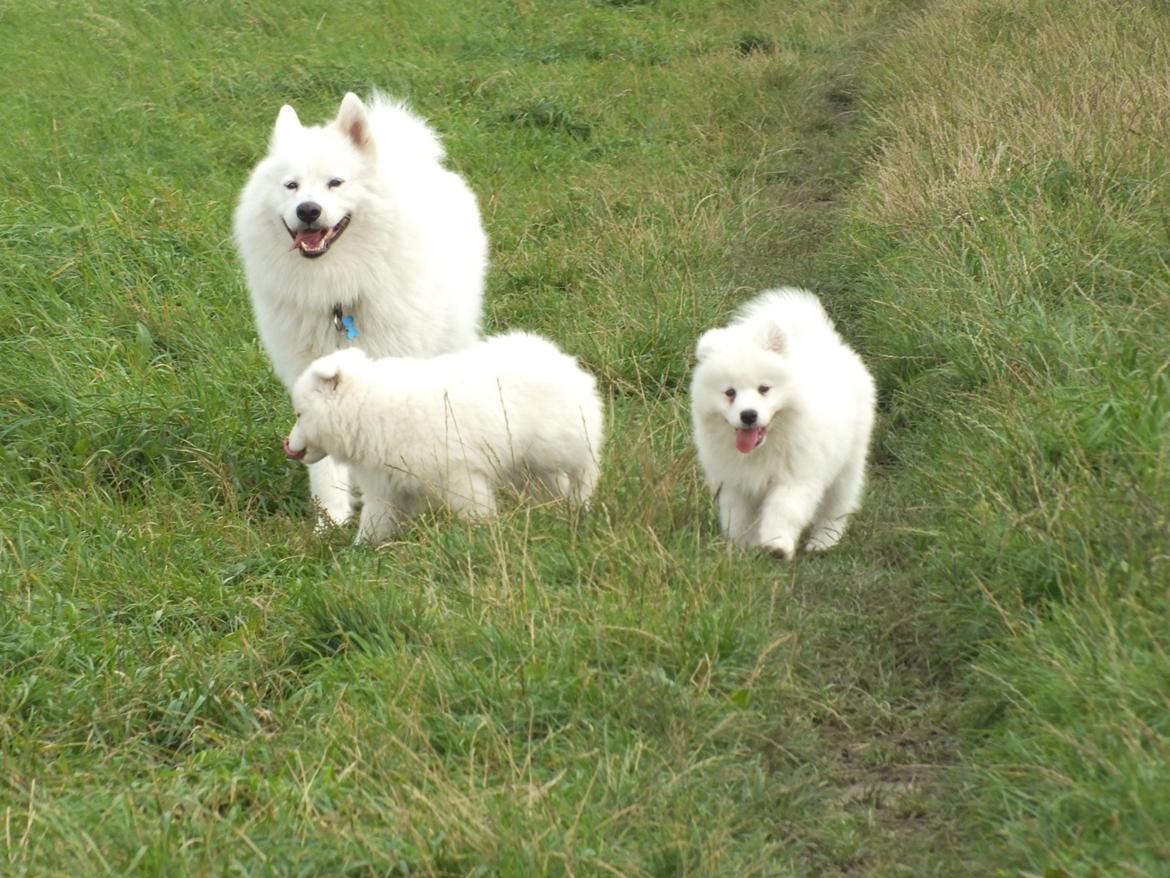 Samojedhund Columbus billede 3