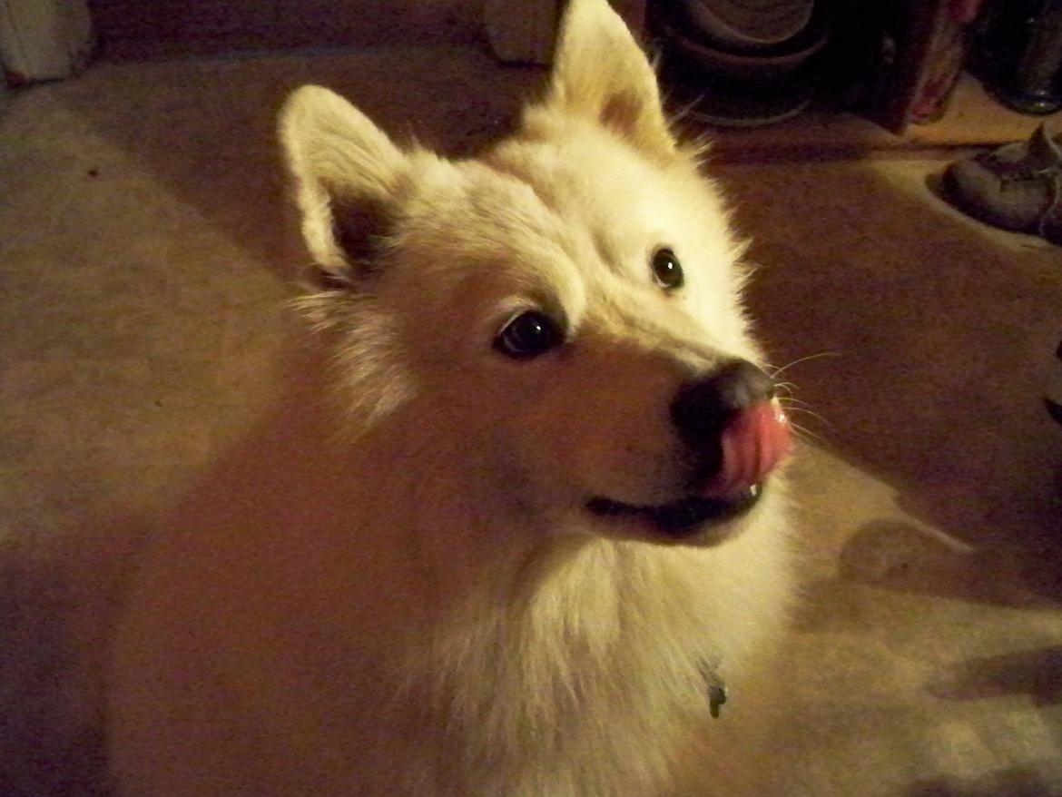 Samojedhund Columbus - "Er det en kalun-bid du holder der???" :D billede 4