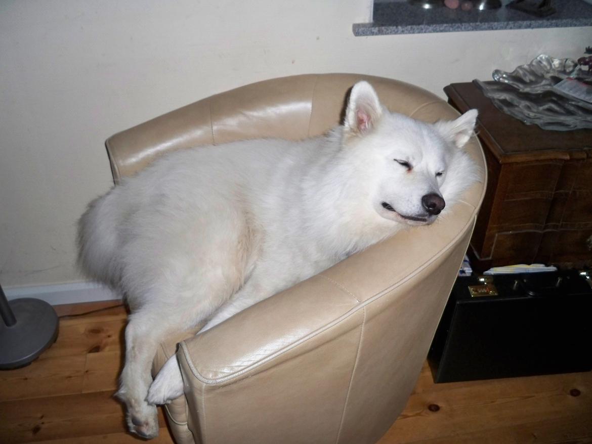 Samojedhund Columbus - Det kan godt være, at man er en stor hun, men man kan vel lige presse sig ned i stolen og få sig en lur ;) billede 5