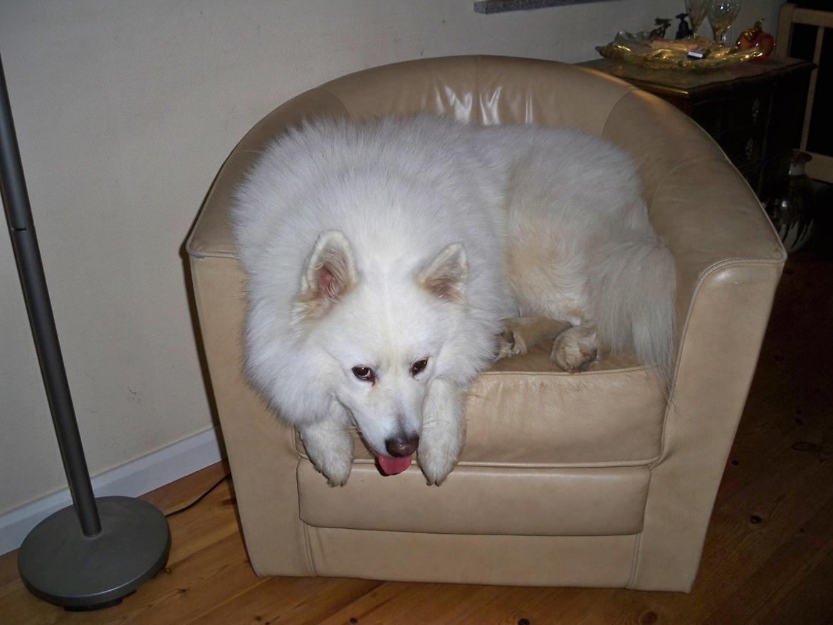 Samojedhund Columbus - "Hvis nu jeg ligger helt stille, kan de nok ikke se mig..." billede 6