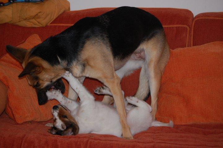 Schæferhund Pinta billede 2