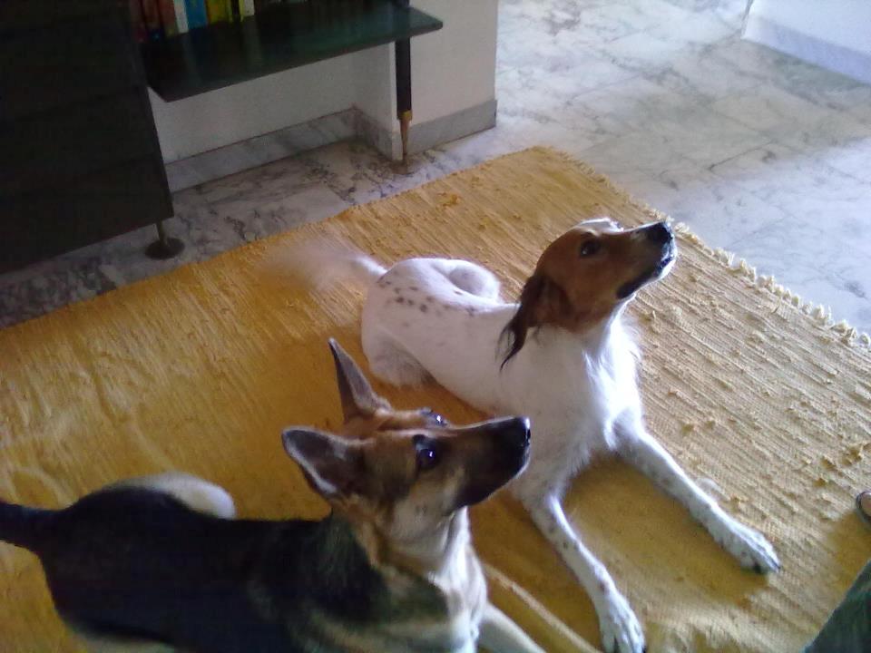 Schæferhund Pinta billede 3