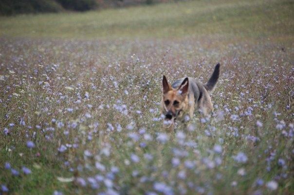 Schæferhund Pinta billede 4
