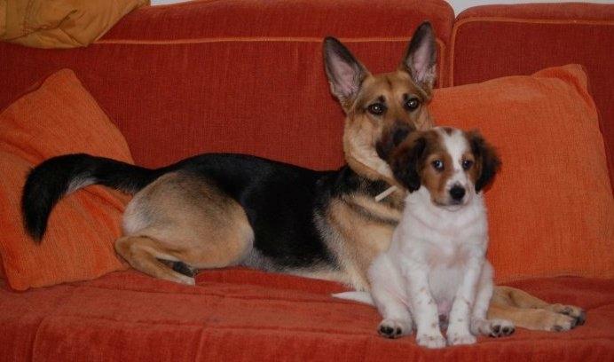 Schæferhund Pinta billede 5