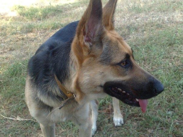 Schæferhund Pinta billede 7