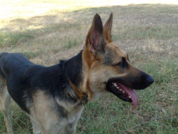 Schæferhund Pinta billede 8