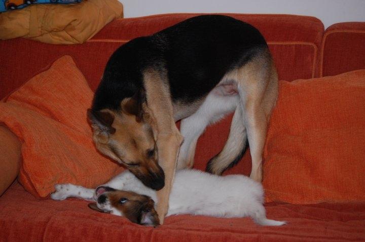 Schæferhund Pinta billede 9