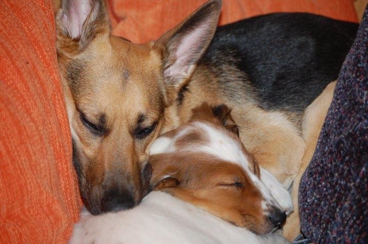 Schæferhund Pinta billede 1