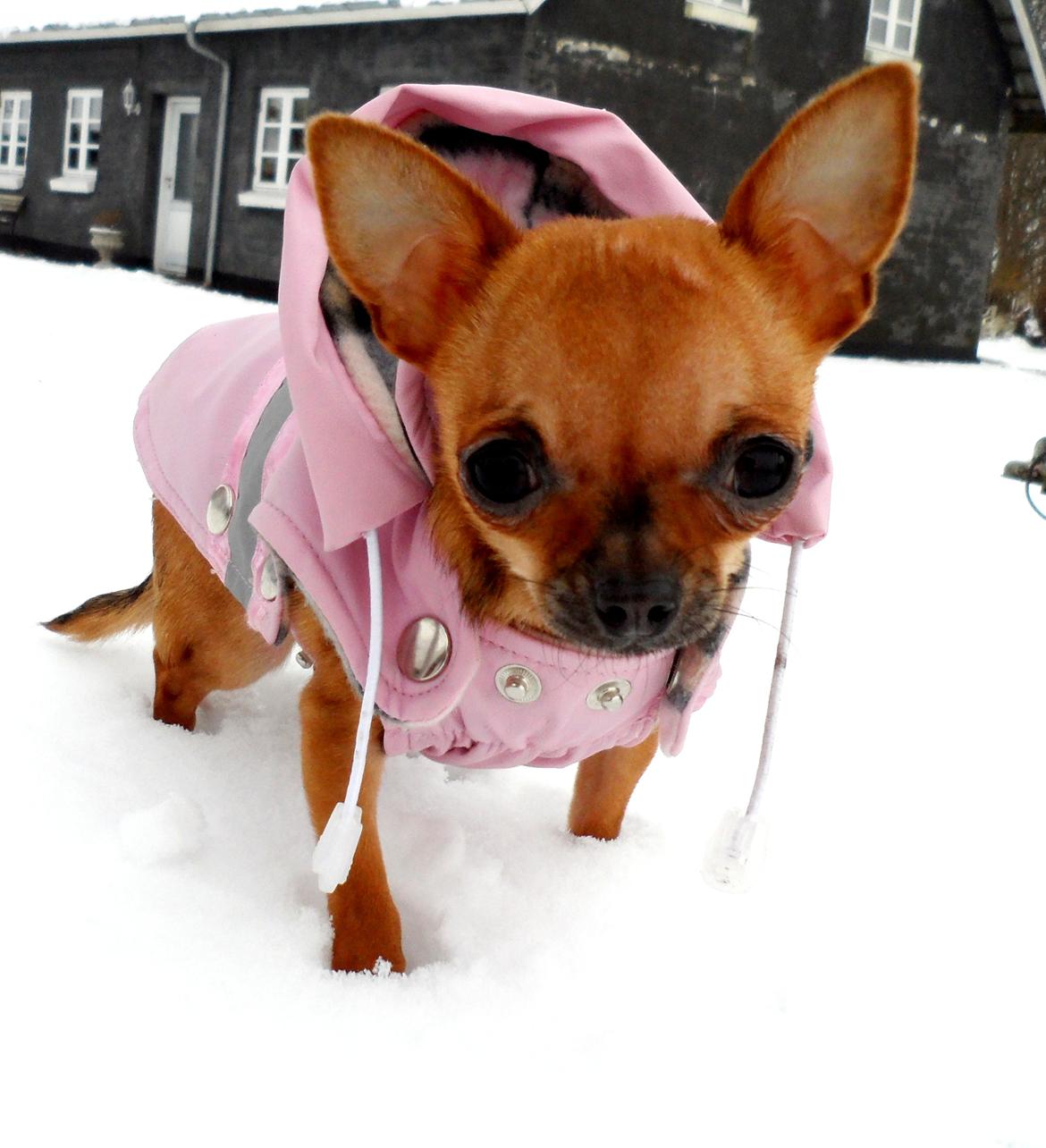 Chihuahua Chloie (DØD) - Hej med dig mor....... :-) billede 11