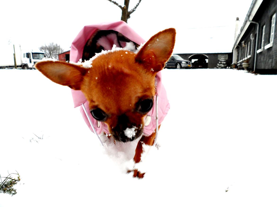 Chihuahua Chloie (DØD) - Mmmmh sne på næsen, det er koldt.... billede 12