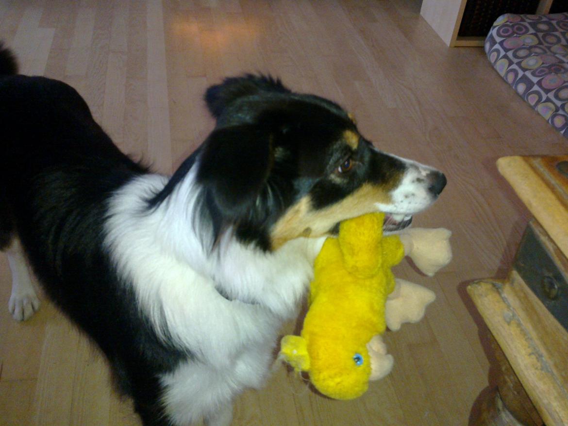 Border collie Sally - Sally elsker bamser, men de skal være uden fyld, ellers piller hun det selv ud af dem :D billede 3