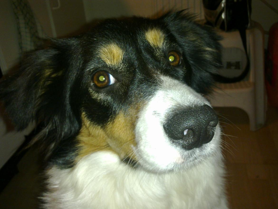 Border collie Sally - Smukke Sally billede 2