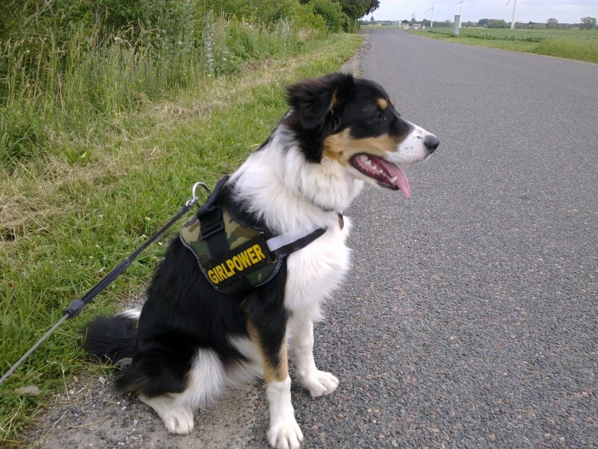 Border collie Sally - På tur billede 4